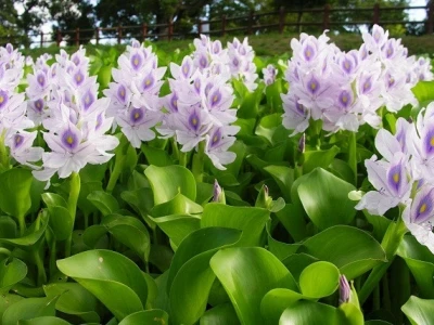 Tác hại của lục bình và những lưu ý khi sử dụng cây thủy sinh này