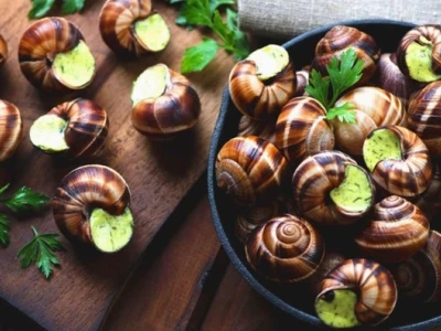 Tác hại của ốc sên: Những điều cần biết để phòng tránh
