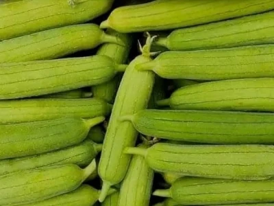 Tác hại của quả mướp: Những điều cần biết để bảo vệ sức khỏe