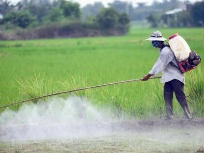 Tác hại của thuốc trừ sâu đối với con người và môi trường