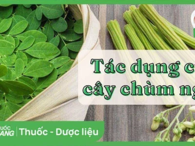 Tác hại tiềm ẩn của cây chùm ngây và những điều cần lưu ý