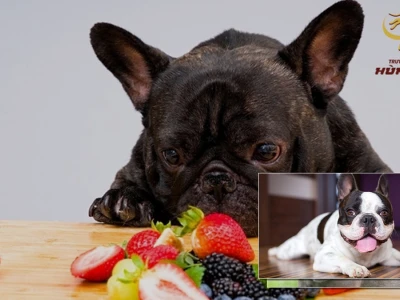 Chó bulldog Pháp ăn gì tốt cho sức khỏe và cách tránh béo phì 2026
